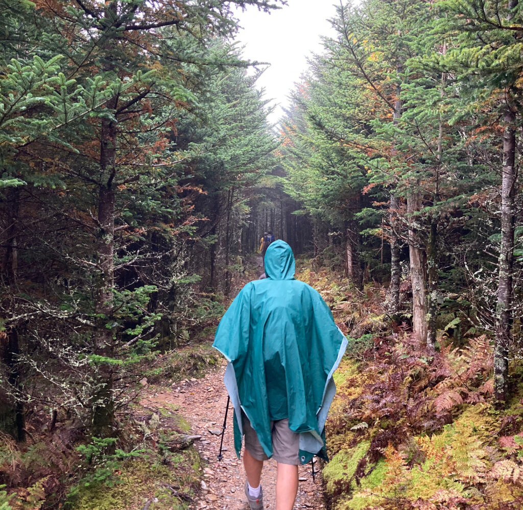 Fraser Forest Mount LeConte Great Smoky National Park