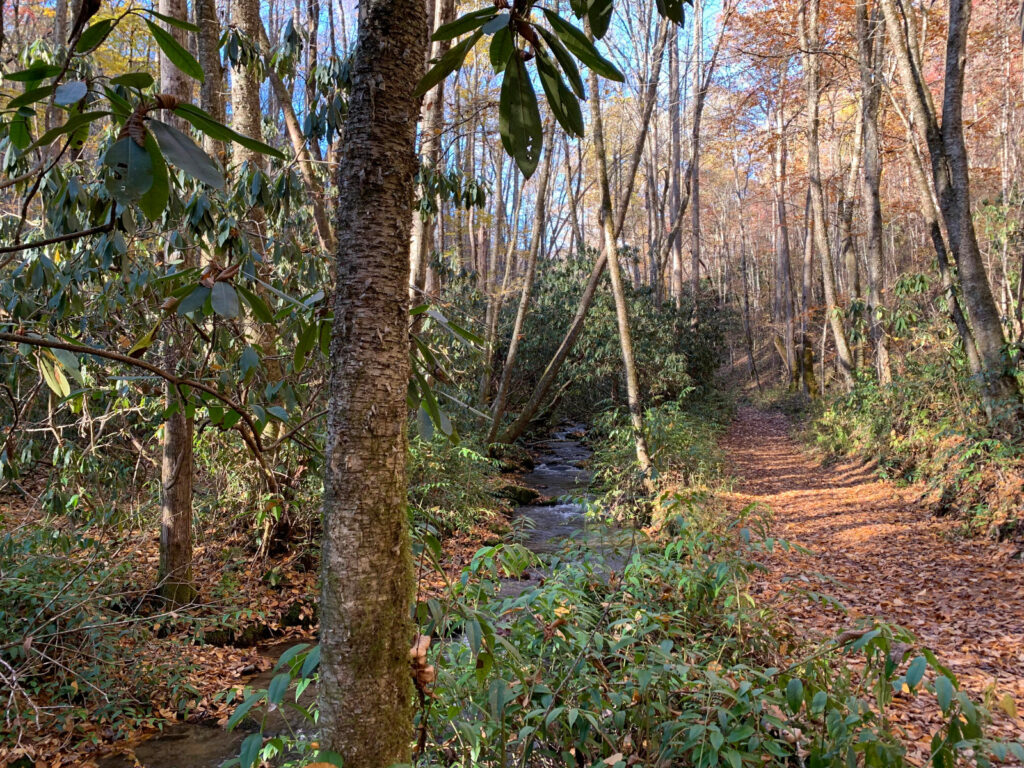 Mingus Creek Trail 