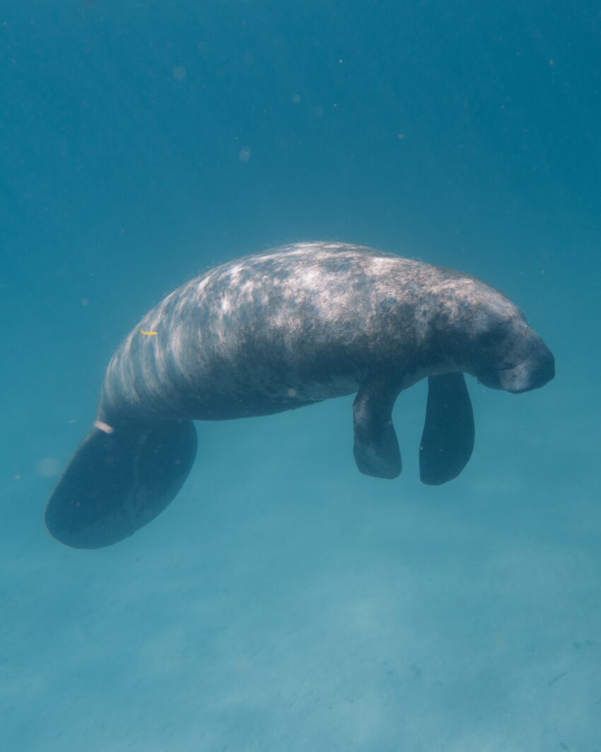 Florida Swimming with Manatees